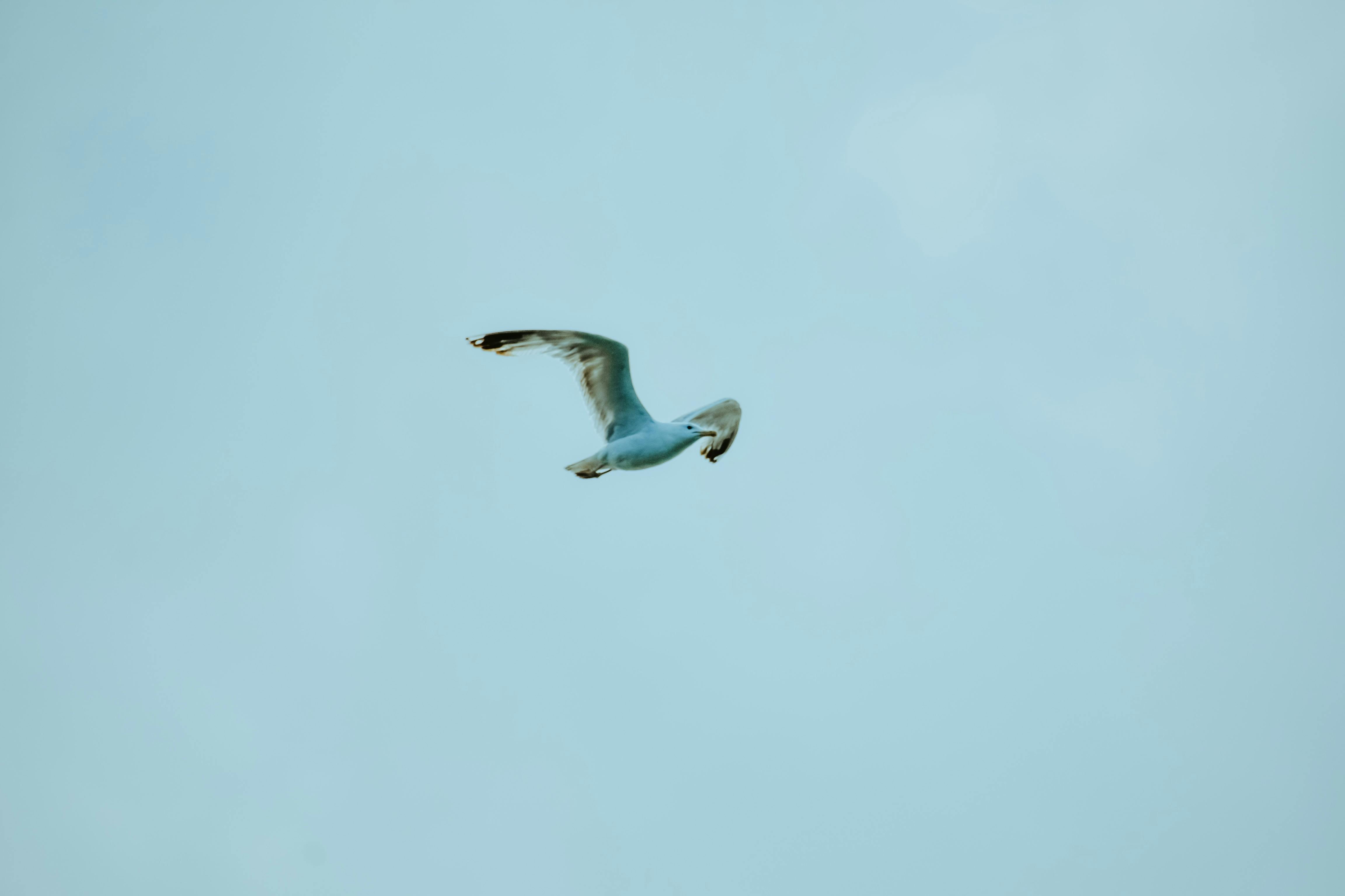 seagull flying in gray gloomy sky