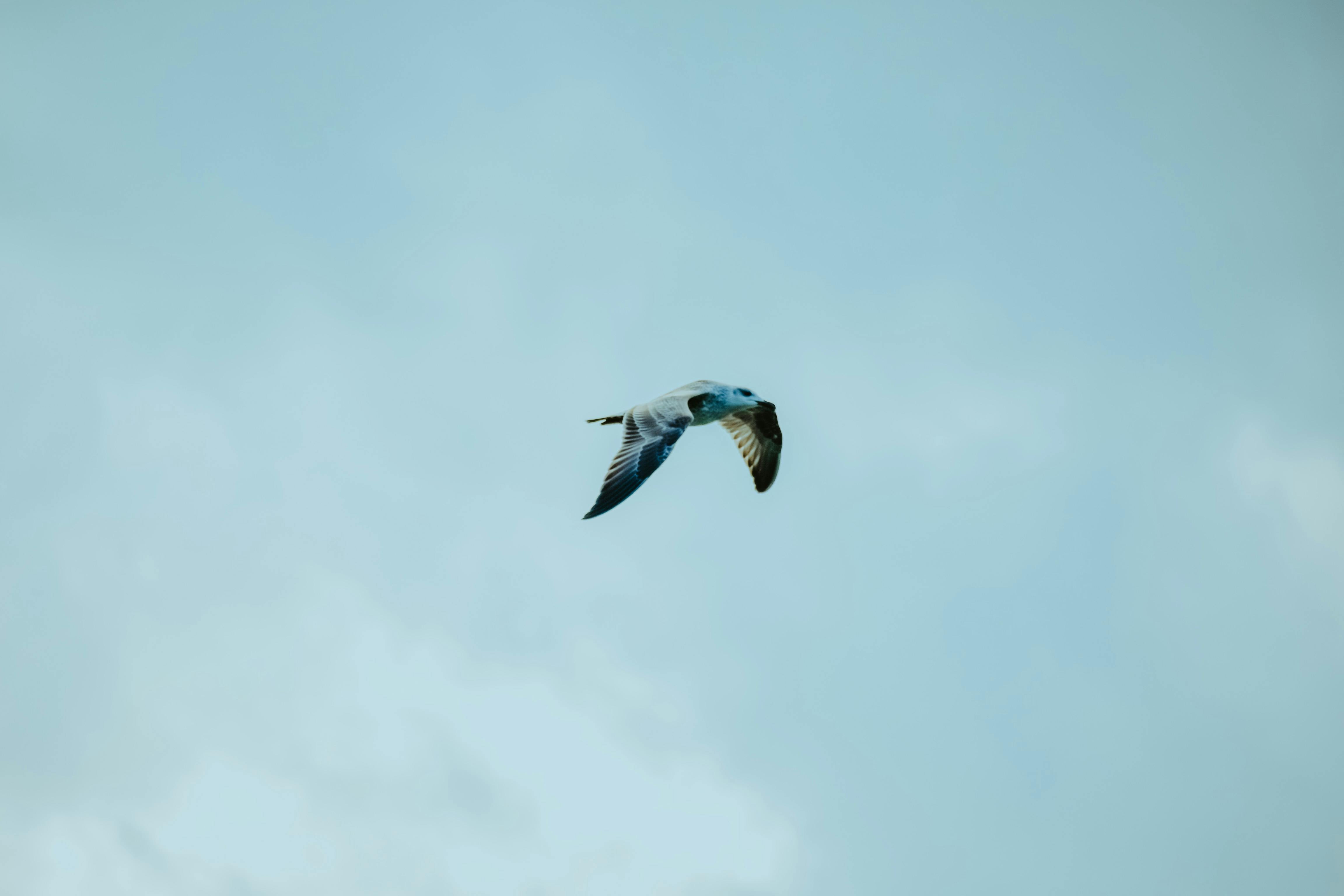 free seagull soaring in gray sky