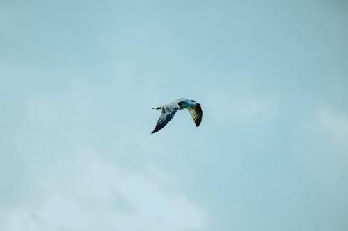 Full body wild seagull spreading wings and flying freely in overcast cloudy skies