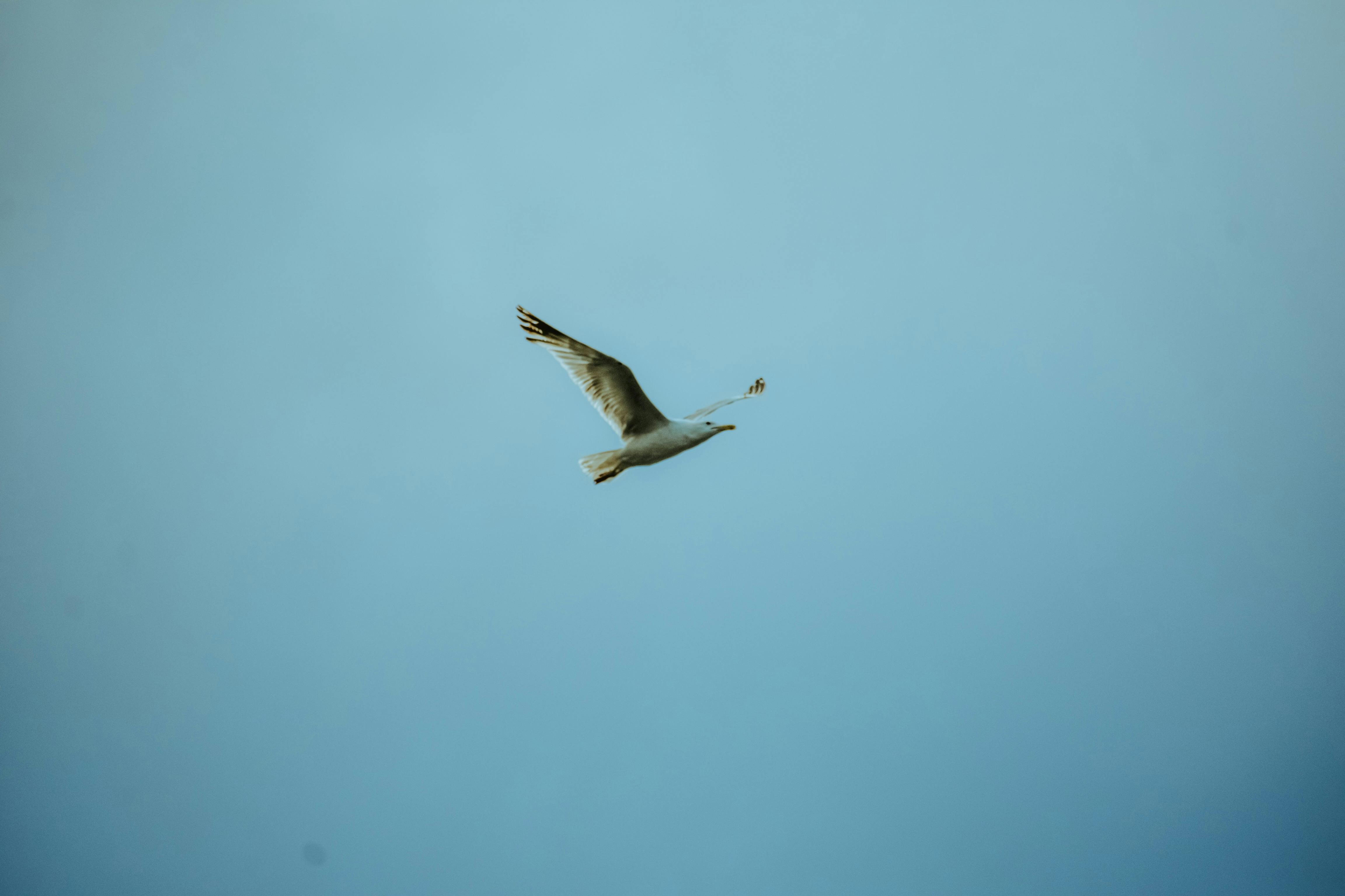 Close up of a folded crispy tortilla wrap with melted cheese oozing out