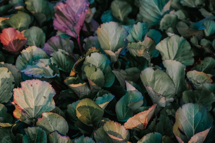 Begonia Cabbage Growing In Summer Garden