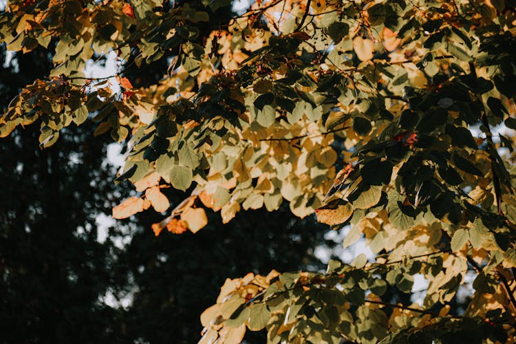 Yellow Leaves On Tree In Garden