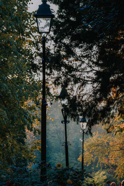 Park alley with old fashioned streetlamps surrounded by trees