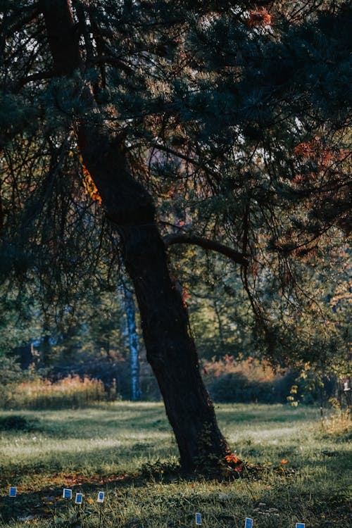 Tall coniferous tree growing on grassy lawn on sunny autumn day