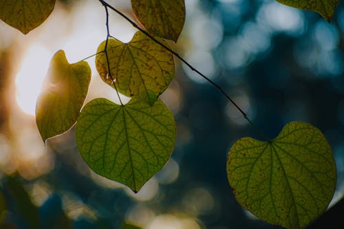 Closeup of fragile green leaves with veins growing in forest on sunny day on blurred background