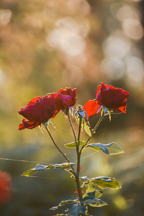 Gratis lagerfoto af aroma, blad, blomst