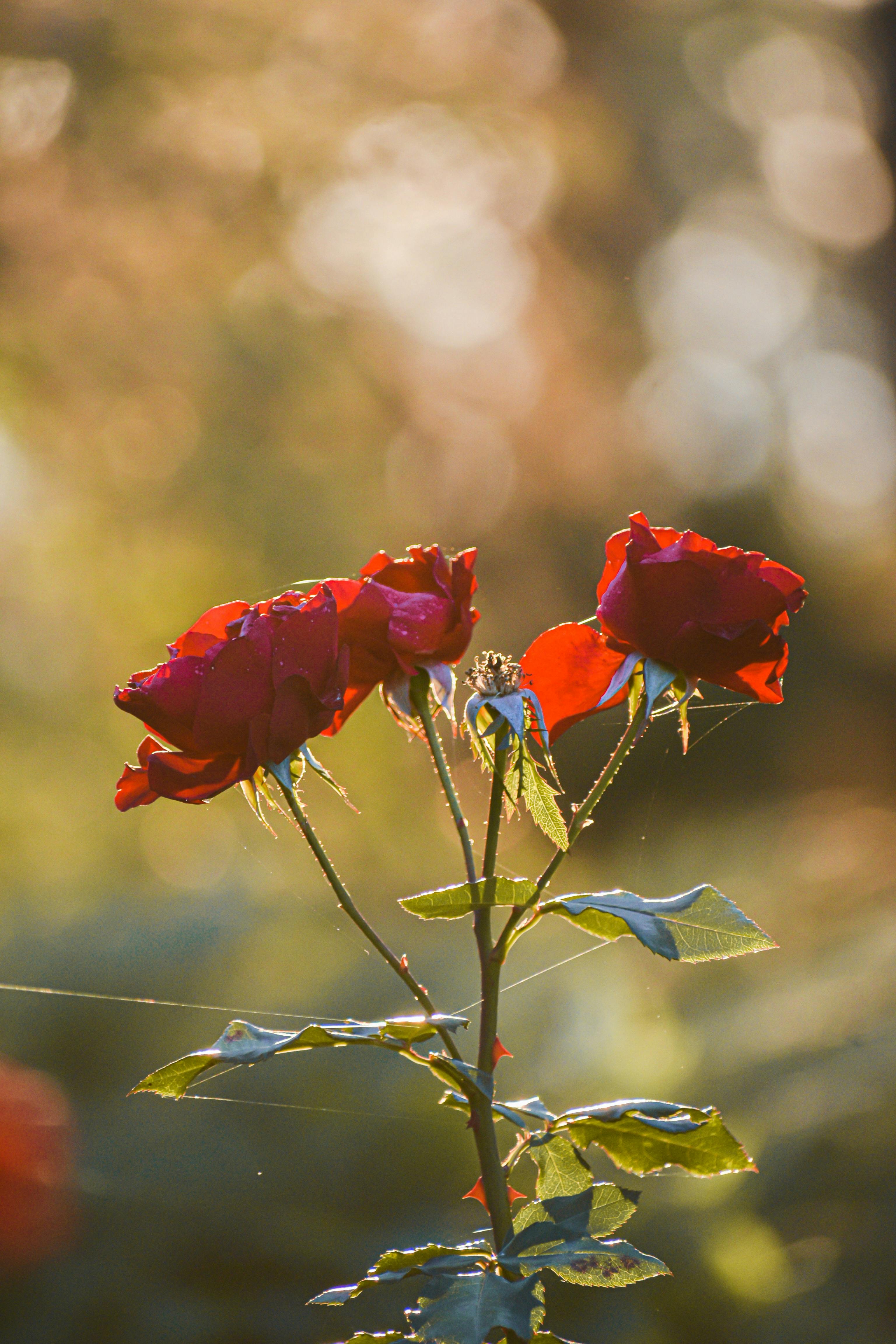 Pink Rose on Stem with Green Leaves · Free Stock Photo