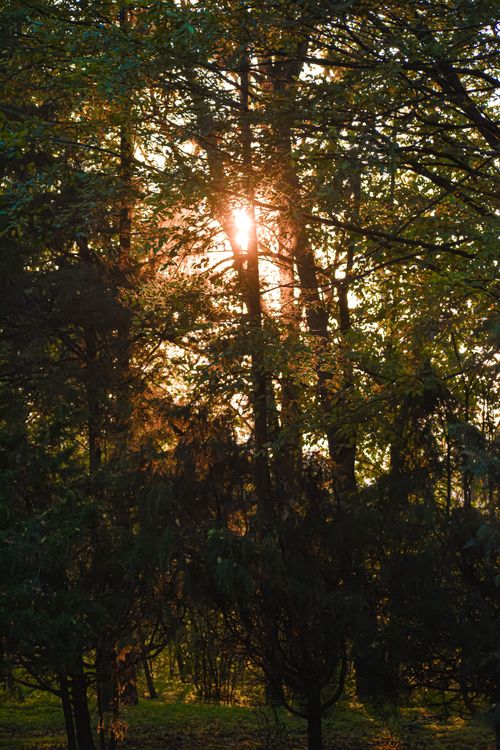 Free Picturesque view of sunny summer day with lush green coniferous and foliar trees growing in forest Stock Photo