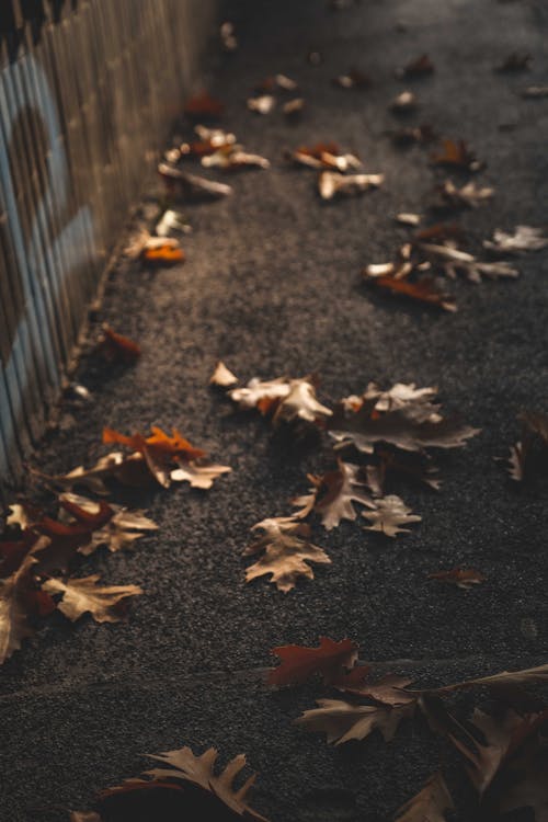 Branch with leaves on ground in daylight · Free Stock Photo