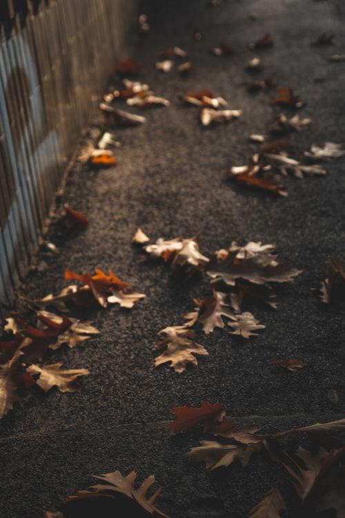 Free High angle of dry autumn oak leaves on ground near metal fence on street Stock Photo