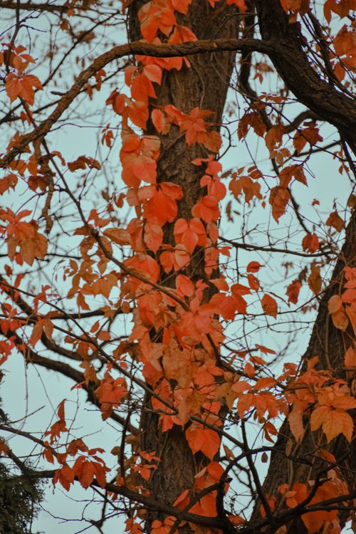 Free From below of tree trunks and branches with orange leaves growing in autumn forest on cloudy day Stock Photo