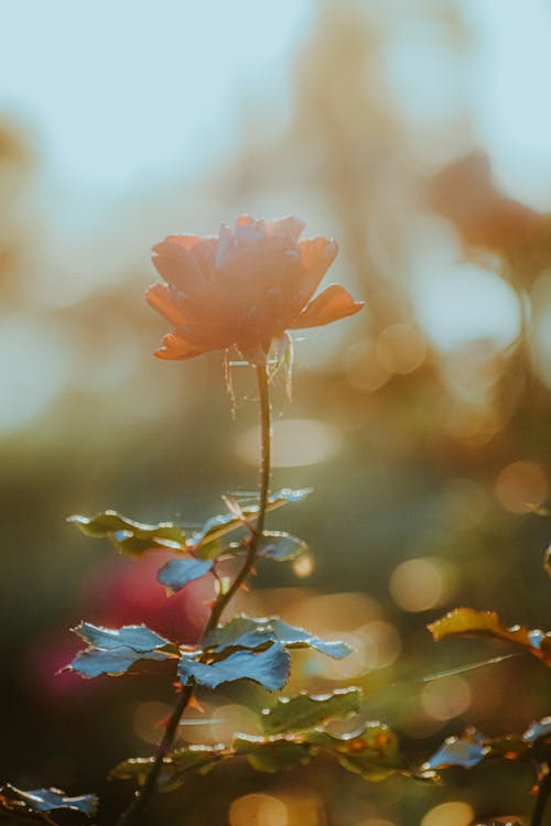 Bright sun shining on verdant red rose with thorns and fresh leaves growing in summer garden