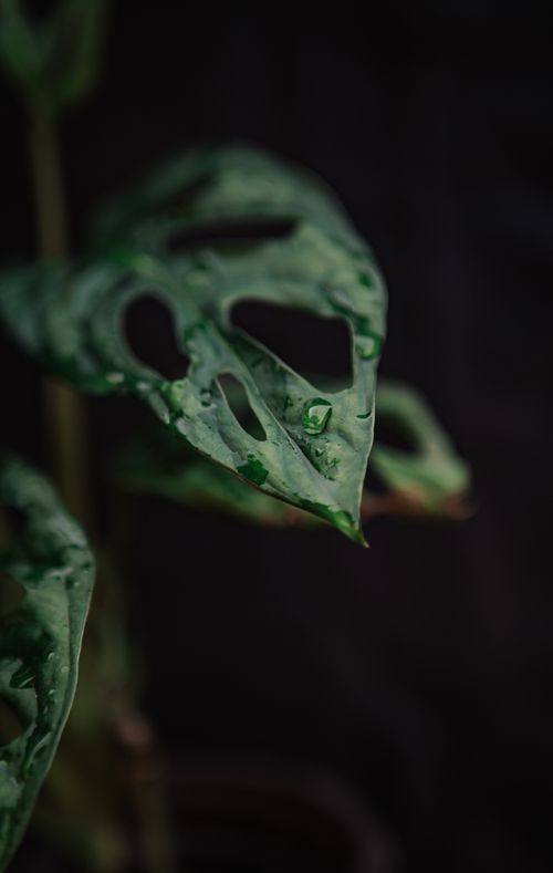 Free Detailed view of a Monstera leaf with raindrops on a dark background, showcasing nature's beauty. Stock Photo
