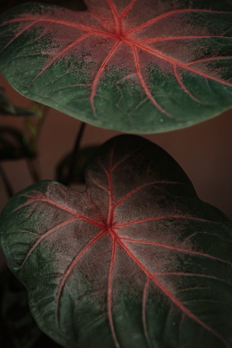 Green And Red Leaf Plant