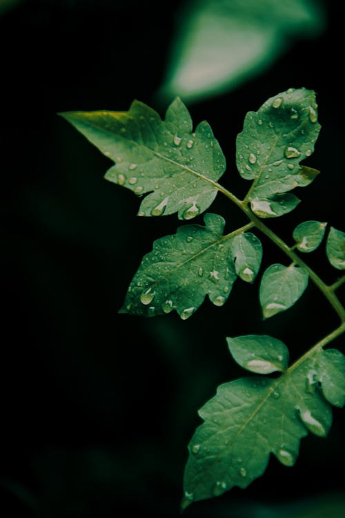 Green plant sprig with thin stems and pure water drops on curved foliage on black background