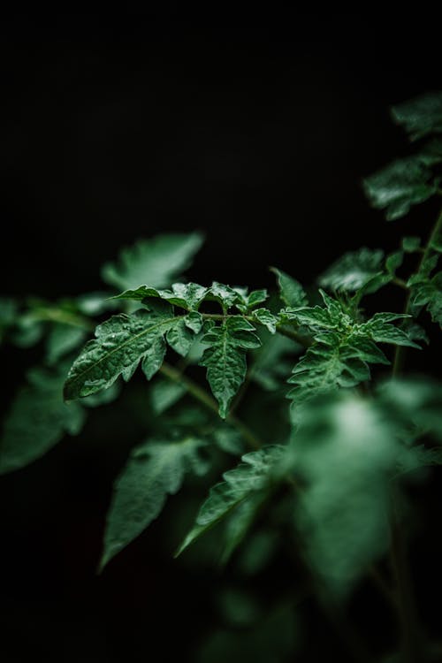 Green Leaves of Tomato Vines