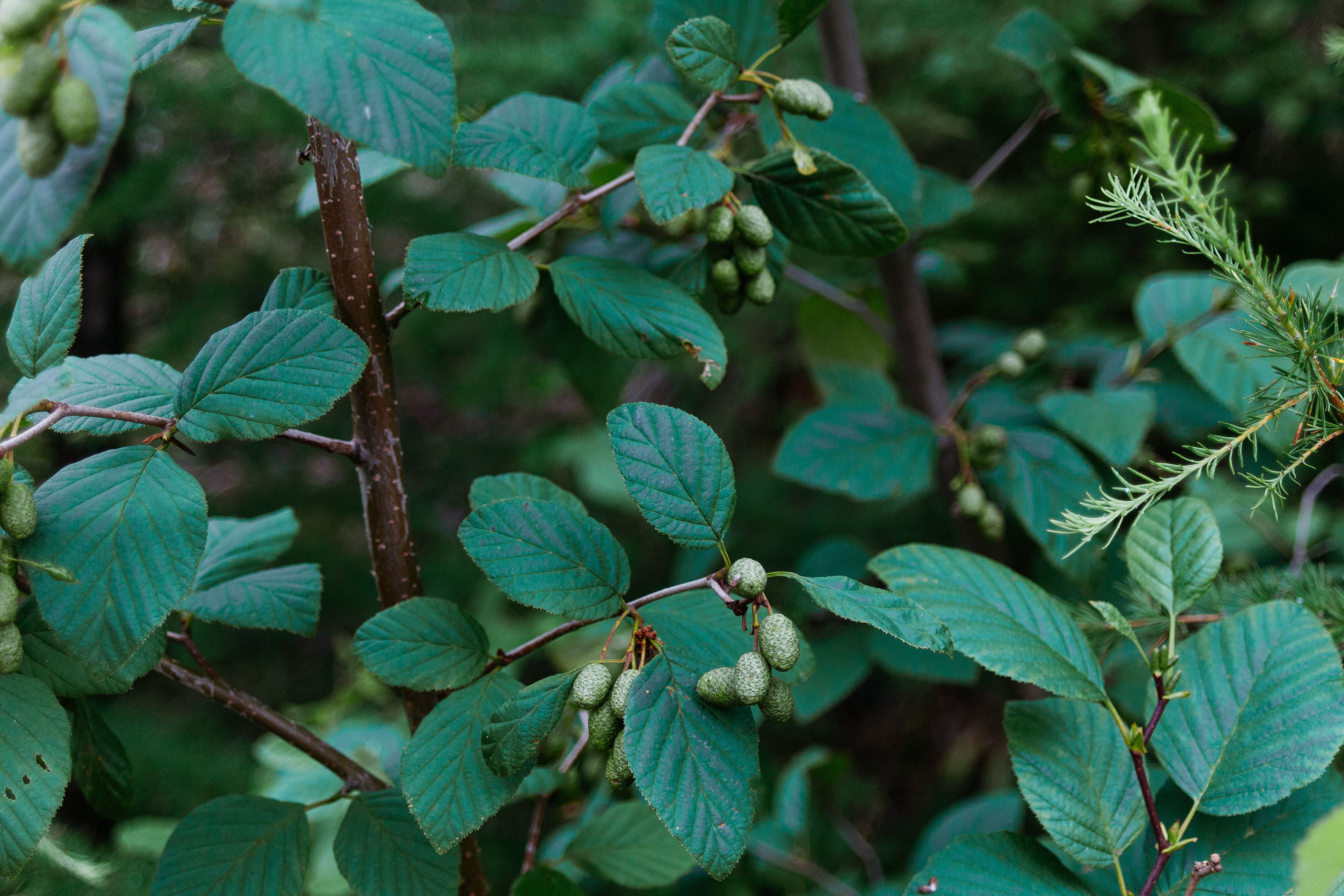 Buckthorn Bark  . Frangula alnus Botanical Photo