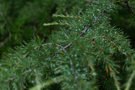 Branches of pine tree in nature