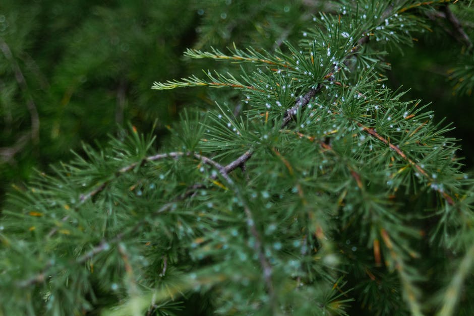 Detailed shot of evergreen branches with dew drops in a serene, natural setting.