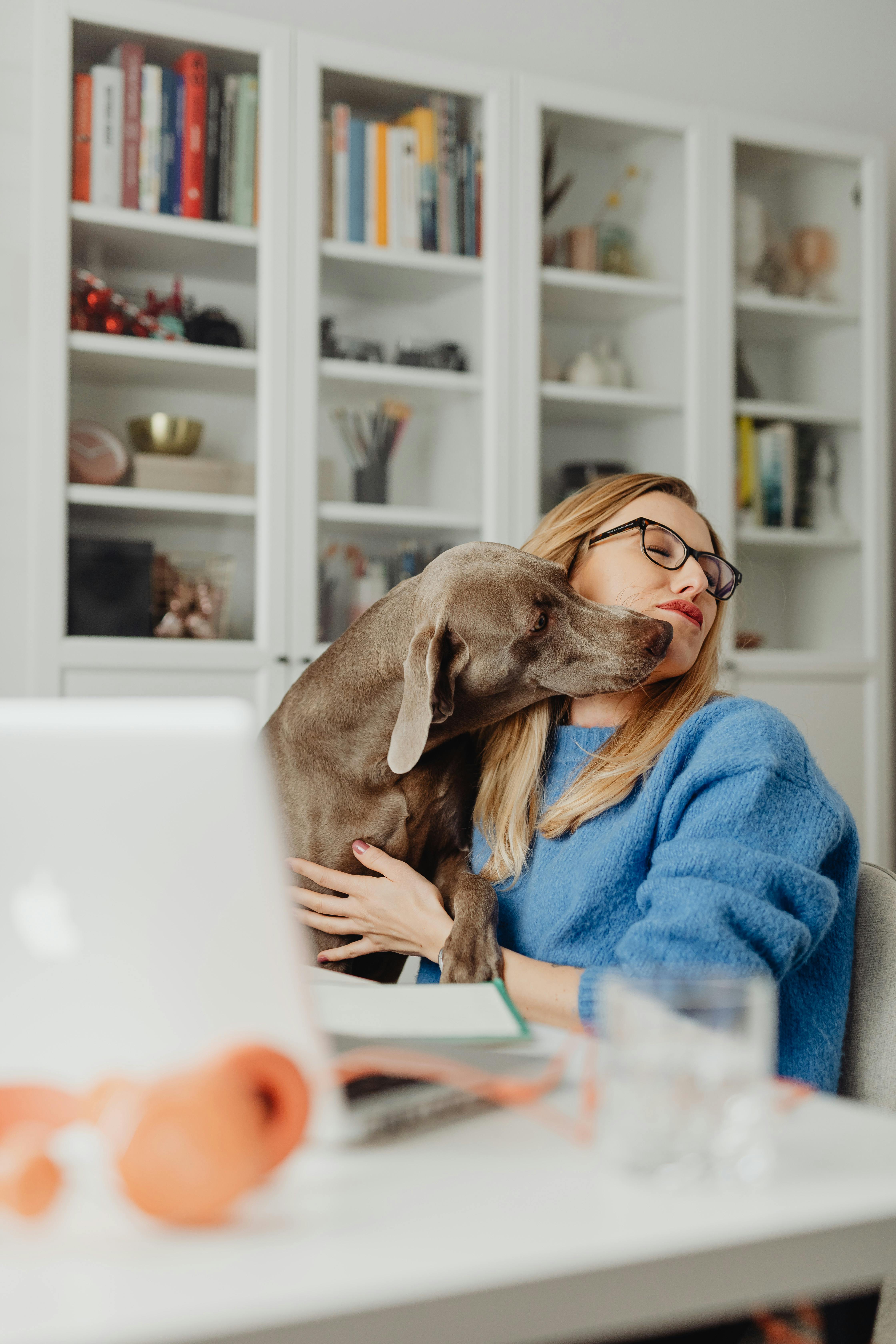 A woman in a blue sweater cuddles with her Weimaraner dog in a stylish home office.
