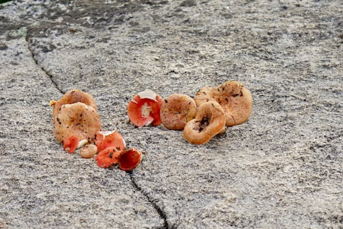 Free stock photo of funguses, rock