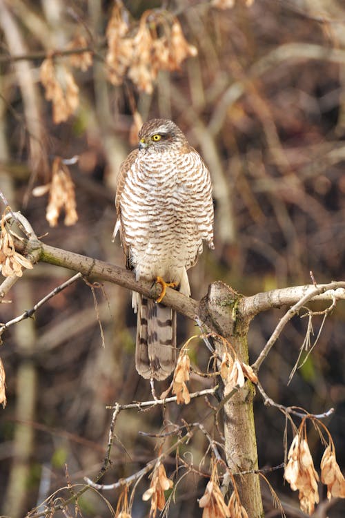 A Hawk Perched on a Tree Branch