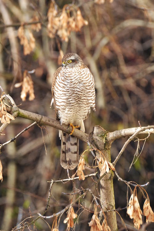 Photos gratuites de accipitridés, accipitriformes, aves