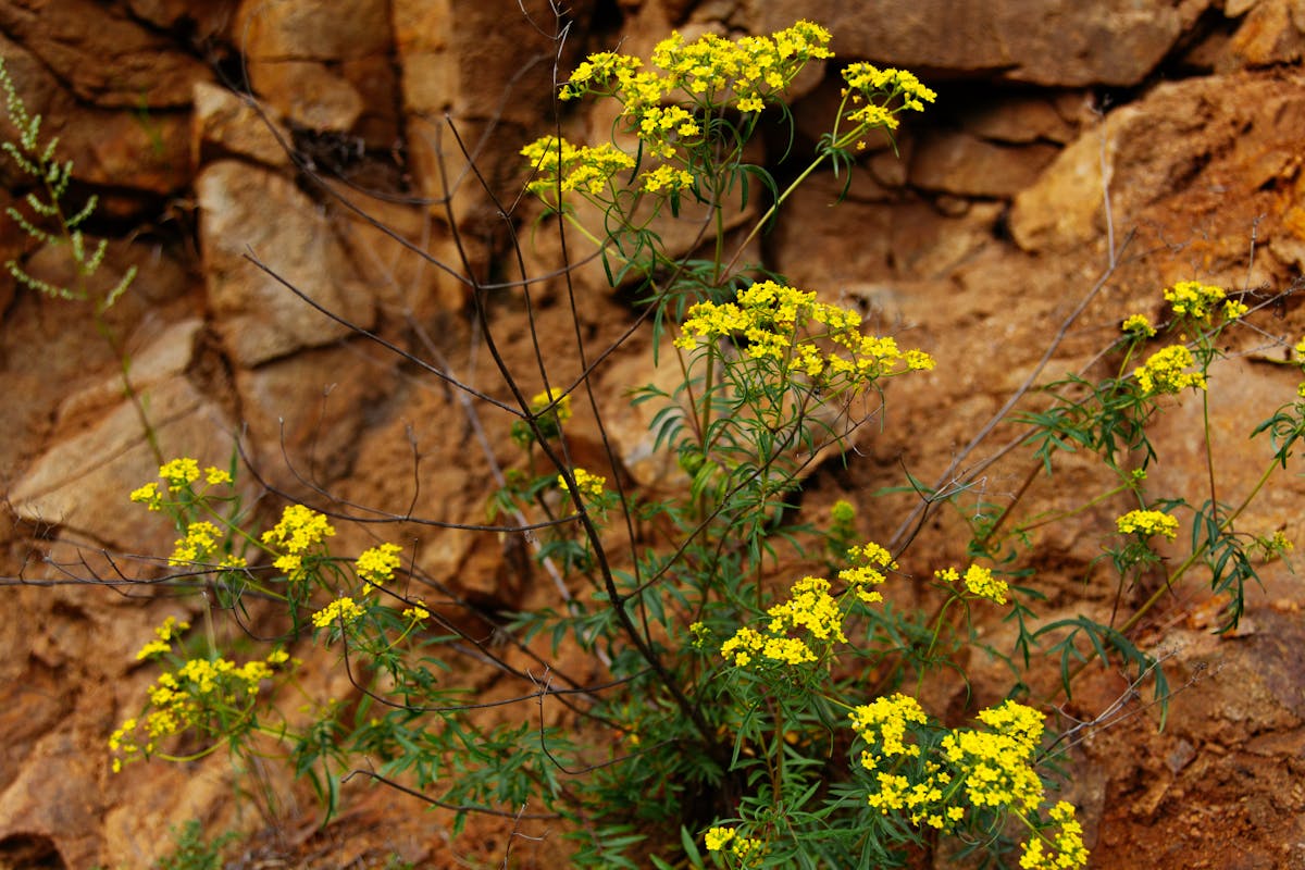 Person using a laptop with notes and a smartphone, planning and executing a productivity and crypto strategy