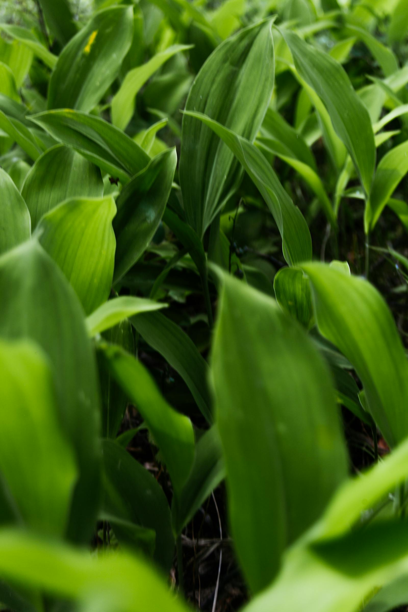 Person planning work and travel in a notebook with a laptop and coffee on a wooden table