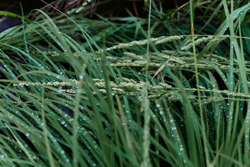 Dew on grass and plants in nature