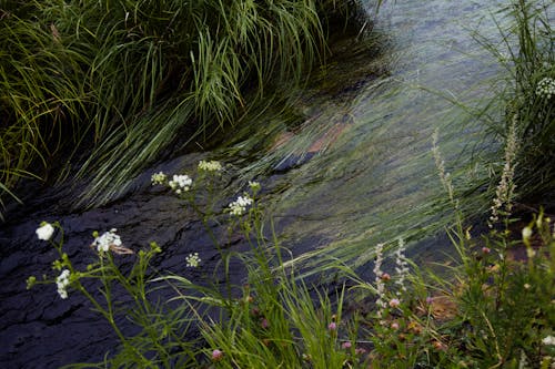 Green grass and flowers near water