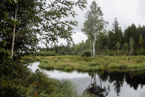 Swamp with trees and grass in nature