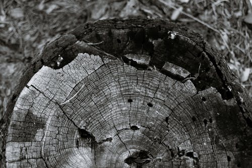 Cracked tree trunk cut surface in woods