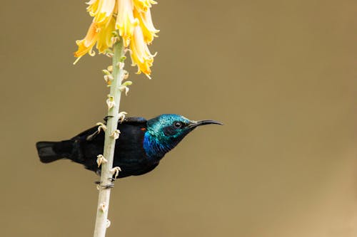 Foto d'estoc gratuïta de colibrí, flor groga, fotografia d'animals