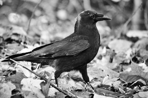 Grayscale Photo of Black Crow on Dried Leaves