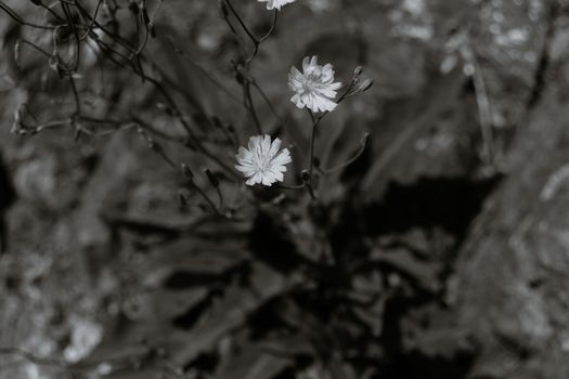 Top view black and white of small flowers growing on thin stems in sunny forest on blurred background during blooming season in woodland