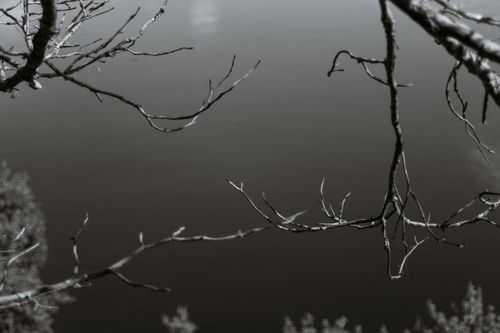 Free Black and white of dry leafless tree branches growing above calm river in nature with lush plants in coastal terrain Stock Photo