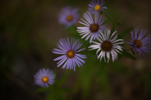 Gentle Symphyotrichum oblongifolium flowers growing on meadow