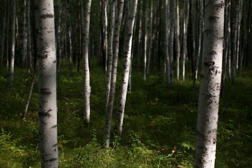 Birches and plants growing in summer woods