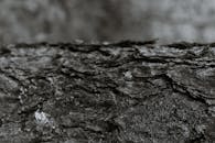 Rough bark of tree trunk in daytime