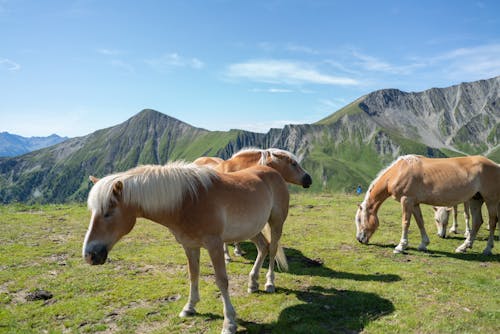 Kostenloses Stock Foto zu berg, blauer himmel, fauna