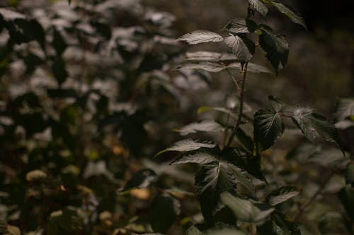 Free Plant with pointed leaves growing in forest Stock Photo