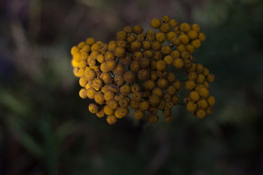 Blooming Tanacetum with small flowers with pleasant aroma growing in garden on blurred background