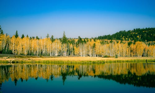 Trees Beside Lake Under Blue Sky