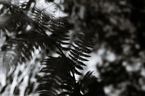 Fern plant growing in woods in daylight