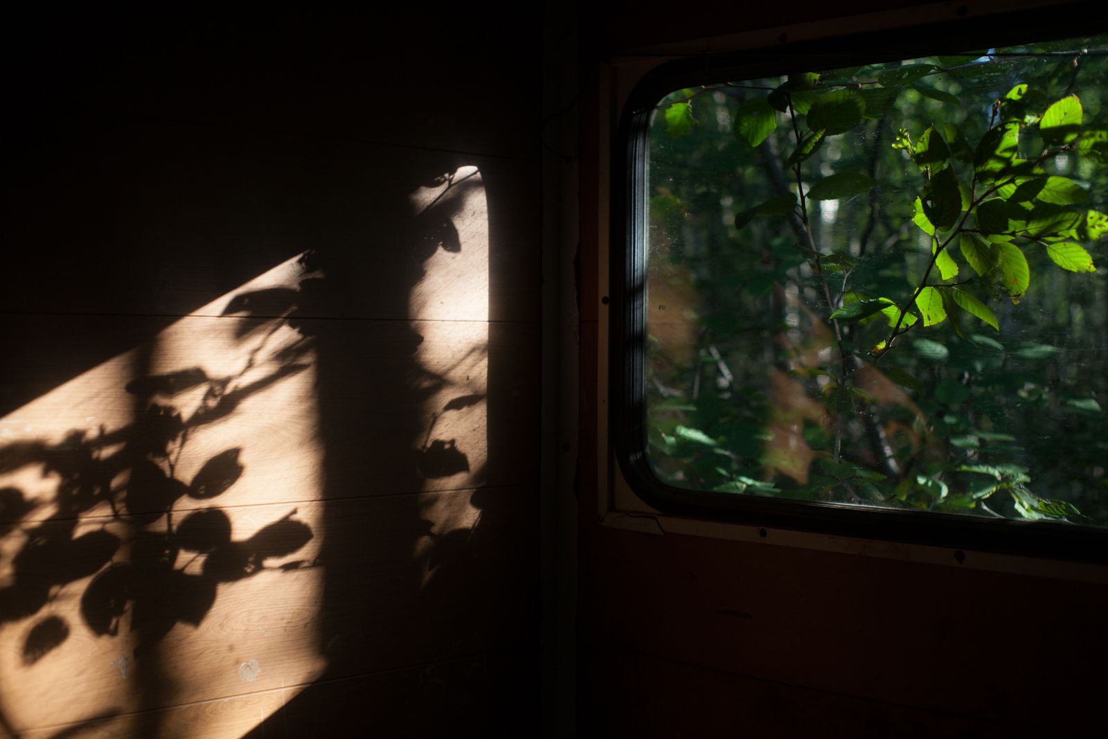 Luz natural y hojas junto a una ventana