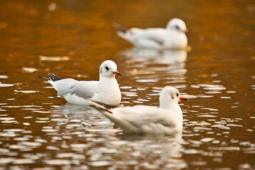 Free Serene image of seagulls peacefully floating on a calm lake, capturing nature's beauty. Stock Photo