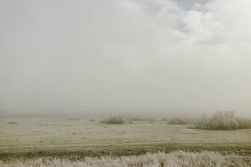 Vast field with bushes in foggy weather