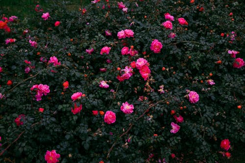 Blooming bush with pink flowers