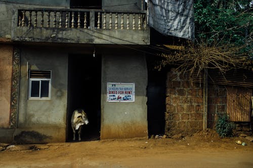 Cow standing in shabby stone building entrance with signboard with inscription Bikes For Rent in rural poor countryside